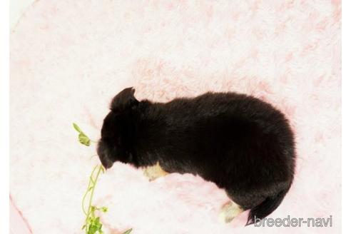 成約済の愛知県のチワワ(ロングコート)-183772の3枚目