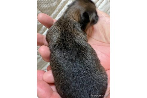成約済の千葉県のチワワ(ロングコート)-182167の25枚目