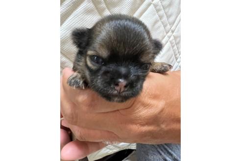 成約済の千葉県のチワワ(ロングコート)-182167の24枚目