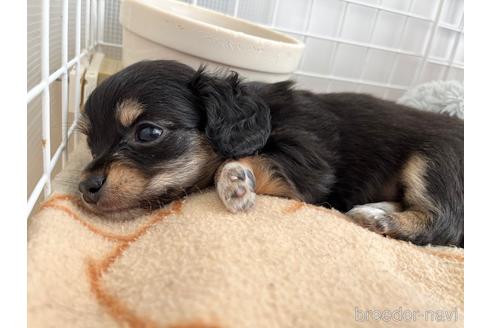 成約済の福岡県のチワックス:チワワ×ミニチュアダックスフンド-178221の39枚目