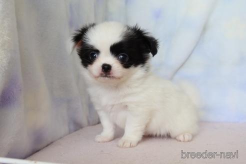 成約済の熊本県のミックス犬-183791の3枚目