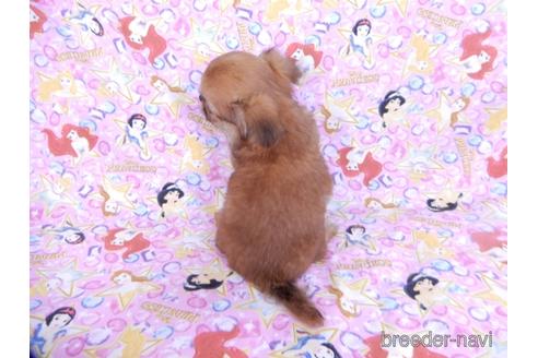 成約済の千葉県のチワワ(ロングコート)-180841の8枚目