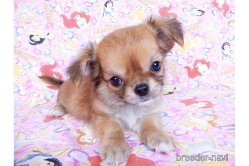 成約済の千葉県のチワワ(ロングコート)-180841の7枚目