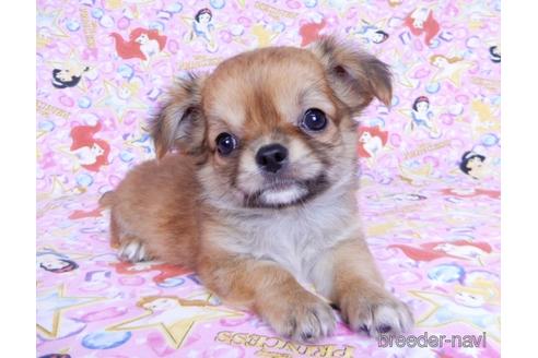 成約済の千葉県のチワワ(ロングコート)-180841の6枚目