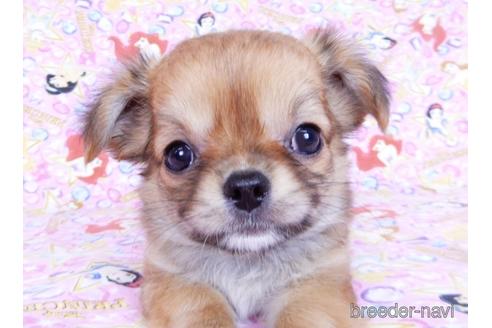 成約済の千葉県のチワワ(ロングコート)-180841の5枚目