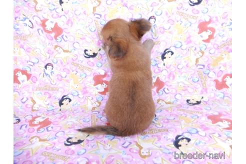 成約済の千葉県のチワワ(ロングコート)-180842の8枚目