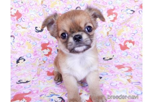 成約済の千葉県のチワワ(ロングコート)-180842の7枚目