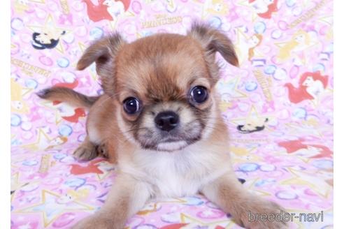 成約済の千葉県のチワワ(ロングコート)-180842の6枚目