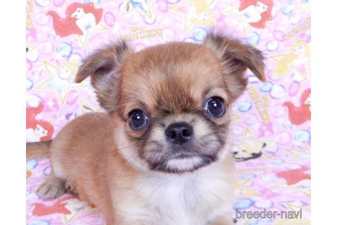 成約済の千葉県のチワワ(ロングコート)-180842の5枚目