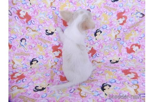 成約済の千葉県のチワワ(ロングコート)-180838の8枚目