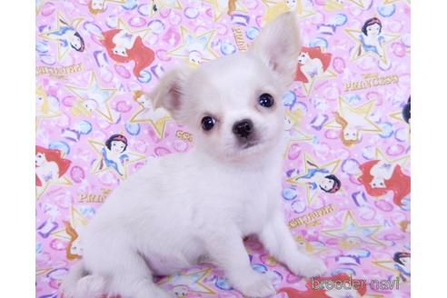 成約済の千葉県のチワワ(ロングコート)-180838の7枚目