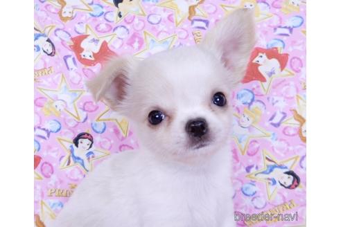 成約済の千葉県のチワワ(ロングコート)-180838の5枚目