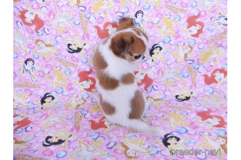 成約済の千葉県のチワワ(ロングコート)-180839の4枚目