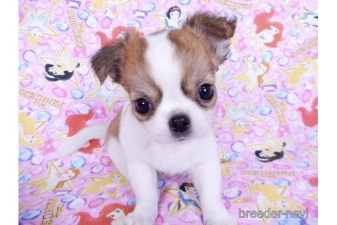 成約済の千葉県のチワワ(ロングコート)-180839の3枚目