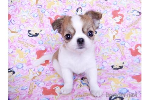 成約済の千葉県のチワワ(ロングコート)-180839の2枚目