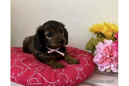 成約済の千葉県のカニンヘンダックスフンド(ロングヘアード)-183379の1枚目