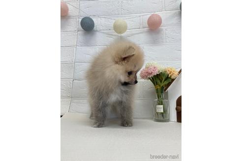 成約済の愛媛県のポメラニアン-179225の6枚目