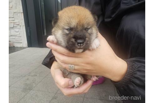 成約済の長崎県の柴犬-183915の2枚目