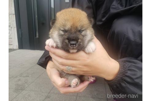 成約済の長崎県の柴犬-183915の3枚目