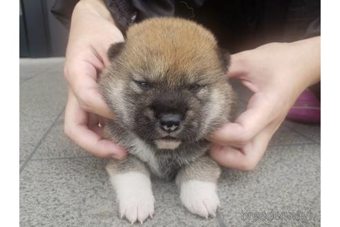 成約済の長崎県の柴犬-183915の1枚目