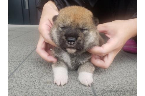 成約済の長崎県の柴犬-183915の4枚目