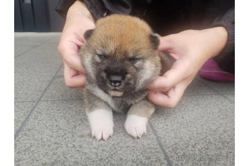 成約済の長崎県の柴犬-183915の5枚目