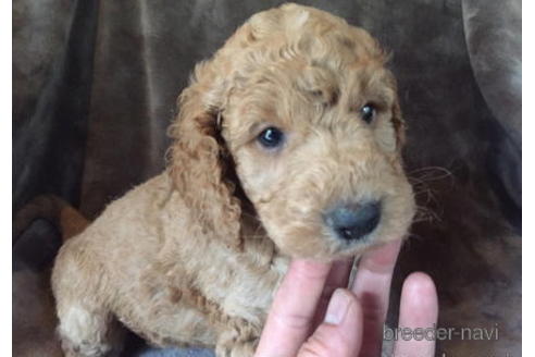 成約済の茨城県のミックス犬-183936の1枚目