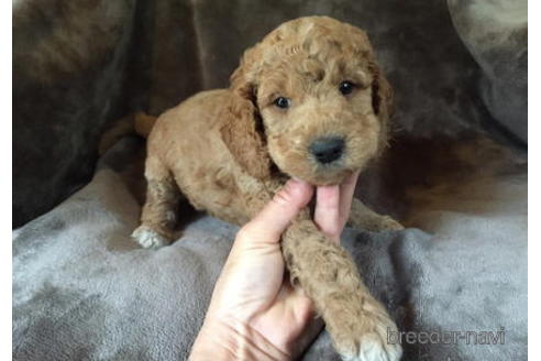 成約済の茨城県のミックス犬-183936の7枚目
