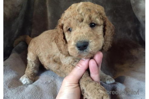 成約済の茨城県のミックス犬-183936の6枚目