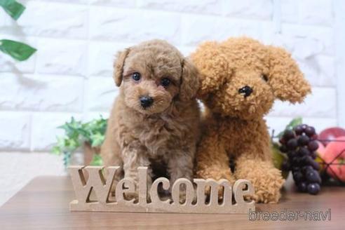 成約済の滋賀県のトイプードル-181885の1枚目