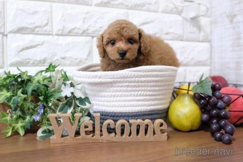 成約済の滋賀県のトイプードル-181885の6枚目