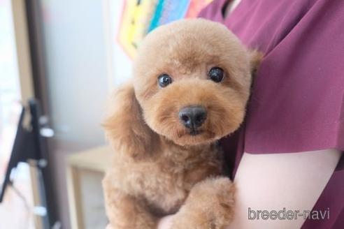 成約済の滋賀県のトイプードル-181885の4枚目