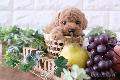 成約済の滋賀県のトイプードル-181885の3枚目