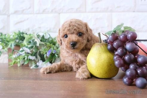 成約済の滋賀県のトイプードル-181885の2枚目