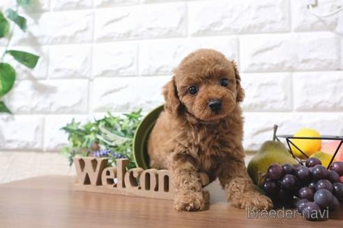 成約済の滋賀県のトイプードル-181886の1枚目