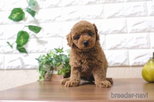 成約済の滋賀県のトイプードル-181886の6枚目