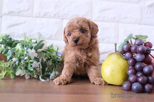 成約済の滋賀県のトイプードル-181886の3枚目