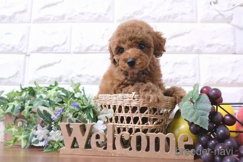 成約済の滋賀県のトイプードル-181888の1枚目