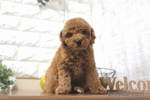 成約済の滋賀県のトイプードル-181888の6枚目