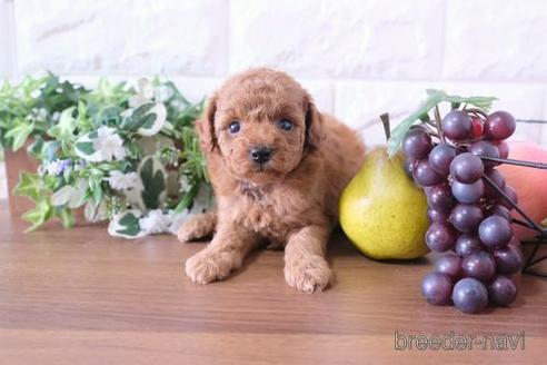 成約済の滋賀県のトイプードル-181888の3枚目
