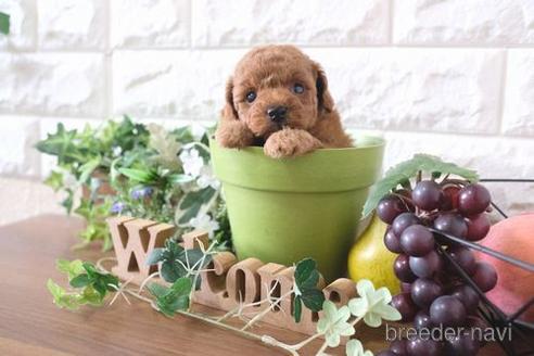 成約済の滋賀県のトイプードル-181888の2枚目