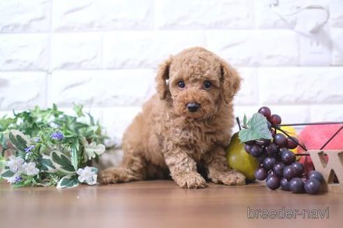 成約済の滋賀県のトイプードル-181889の1枚目