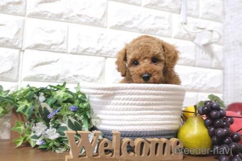 成約済の滋賀県のトイプードル-181889の6枚目