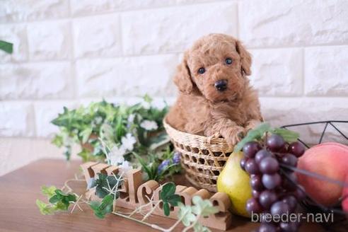 成約済の滋賀県のトイプードル-181889の3枚目
