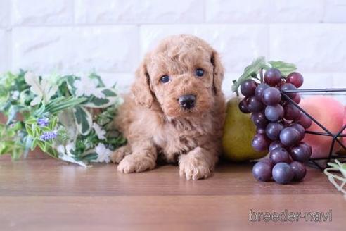 成約済の滋賀県のトイプードル-181889の2枚目