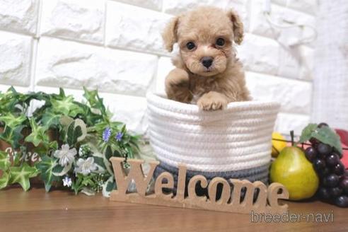 成約済の滋賀県のトイプードル-181890