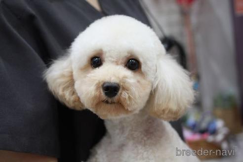 成約済の滋賀県のトイプードル-181890の4枚目