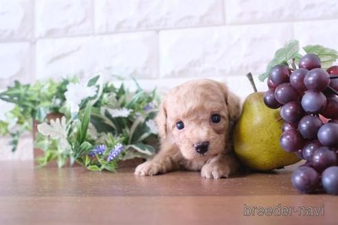 成約済の滋賀県のトイプードル-181890の2枚目