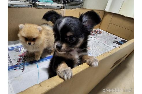 成約済の愛知県のチワワ(ロングコート)-179611の7枚目