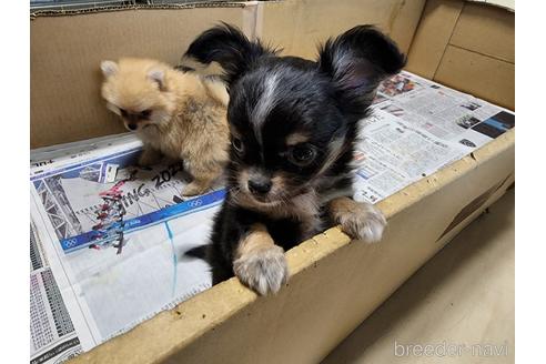 成約済の愛知県のチワワ(ロングコート)-179611の2枚目